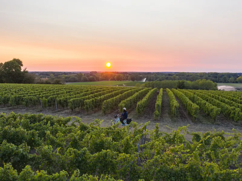 Vignes à Saint-Martin- de-Sanzay