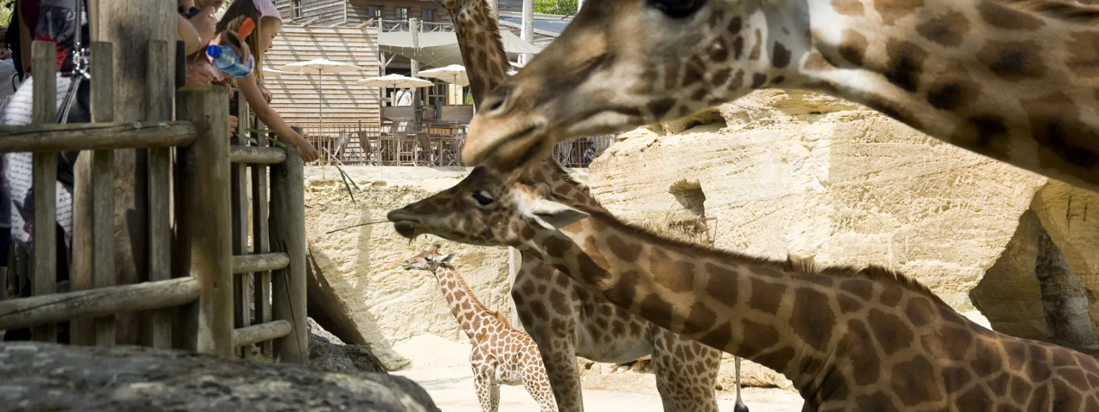 Le Bioparc, zoo de Doué-la-Fontaine